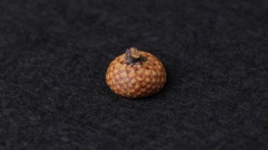 Rotating Acorn Cap On Black Wool Fabric Sheet. Study With A Magnifying Glass