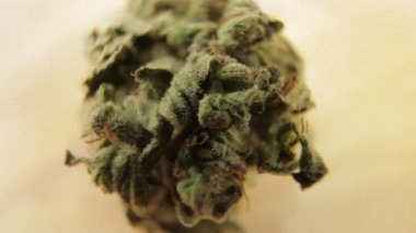 Makro sativa ya da çivit otu tomurcuğu ve taze trikoma kristalleri ile ahşap masa üzerinde. Cbd, Thc kavramı