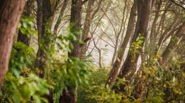 Peri masalı ormanı sabahın erken saatlerinde yumuşak ışıkla