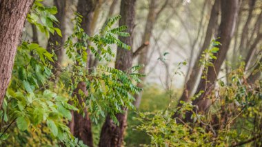 Peri masalı ormanı sabahın erken saatlerinde yumuşak ışıkla