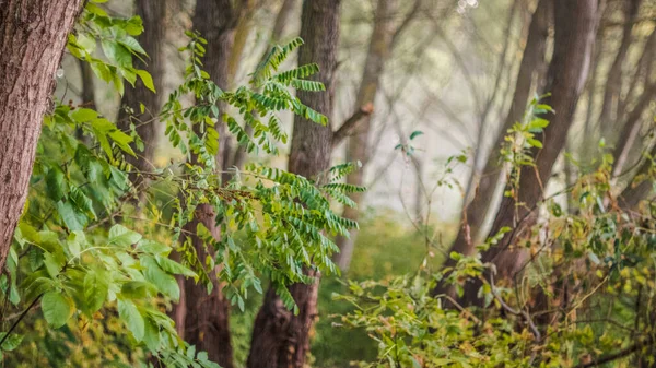 Peri masalı ormanı sabahın erken saatlerinde yumuşak ışıkla