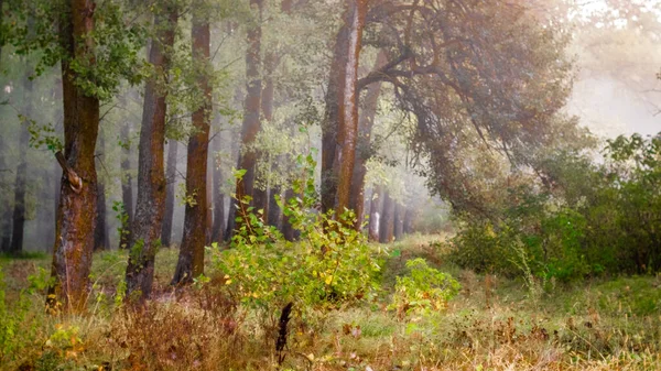 Floresta de conto de fadas no início da manhã com luz suave — Fotografia de Stock