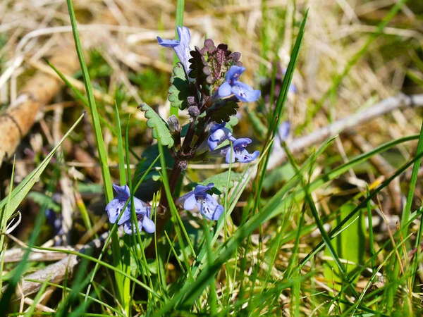 Ground-ivy (Glechoma hederacea) with blue flowers