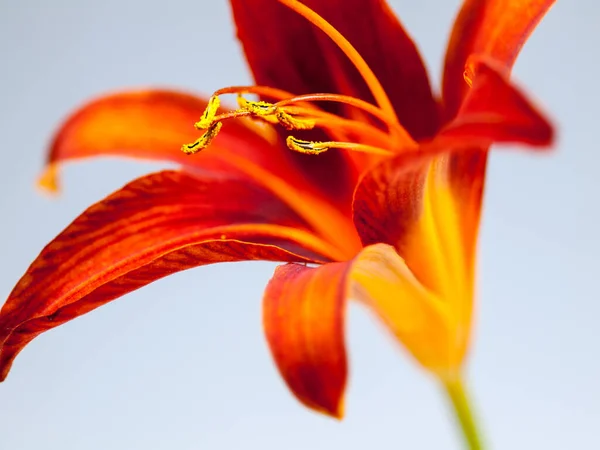 Isolated closeup of an orange day lily flower against a light background