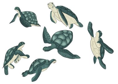 Renkli deniz kaplumbağalarının vektör kümesi izole edildi