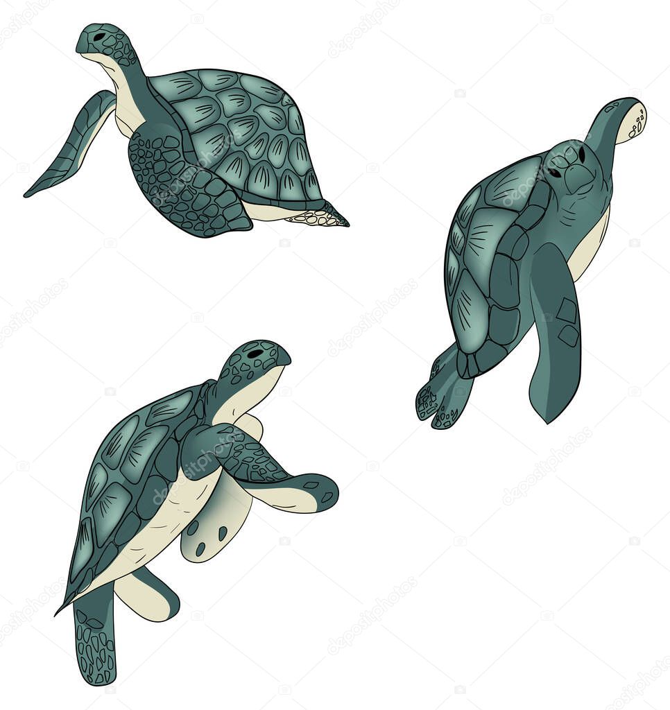 Vector set of color sea turtle isolated background