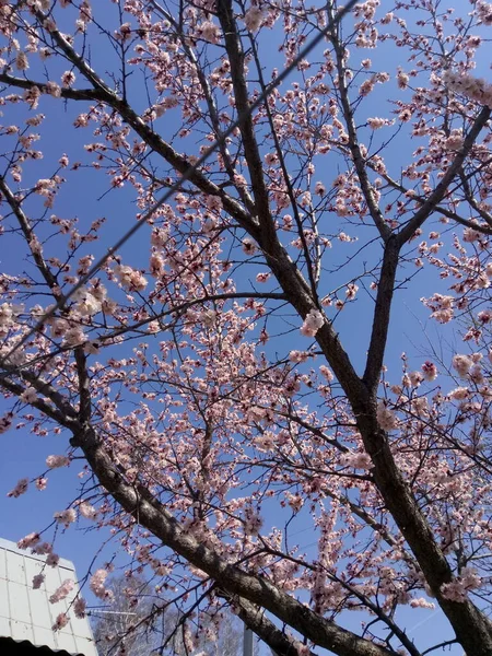 Flor de primavera, damasco florido. Dia de sol, céu azul — Fotografia de Stock