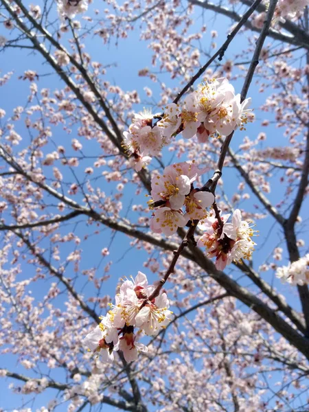 Bahar çiçeği, çiçek açan kayısı. Güneş günü, mavi gökyüzü — Stok fotoğraf