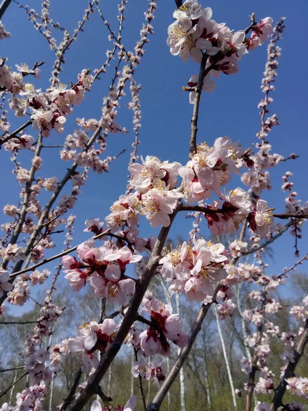 Frühlingsblüte, blühende Aprikose. Sonnentag, blauer Himmel — Stockfoto