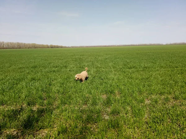 Malý pes na zelené trávě. Jarní a velké pole — Stock fotografie