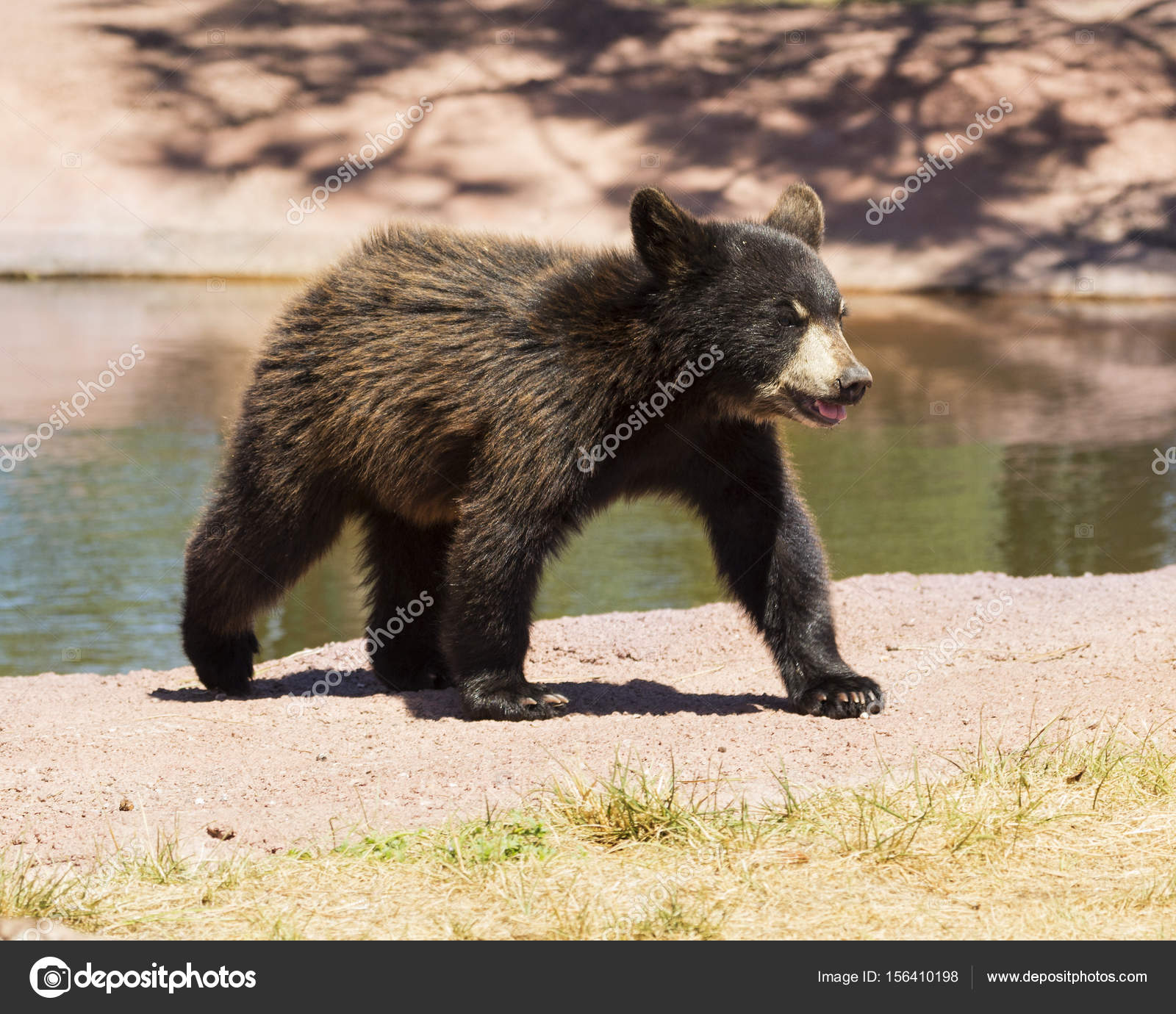 Bebe Ours Noir Image Libre De Droit Par Sgarton67 C