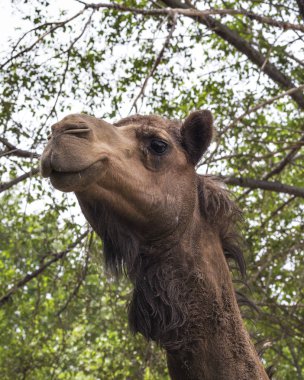 Gülümseyen kahverengi deve
