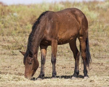 Kıvırcık Mustang at