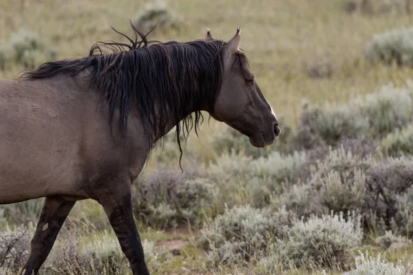 Amerikansk Mustang på prärien — Stockfoto