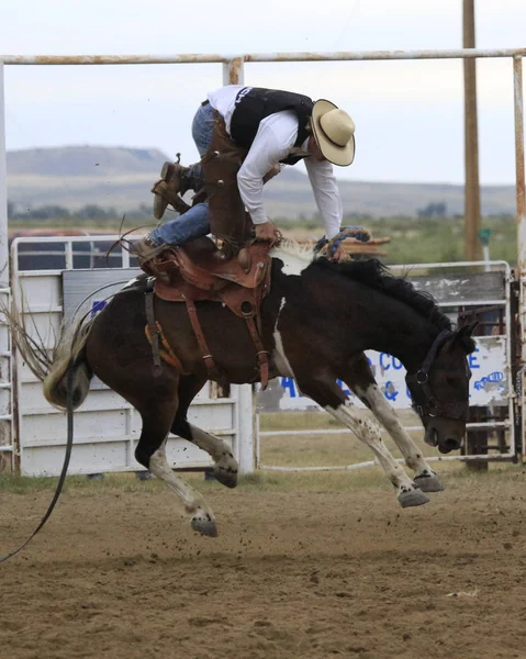 Rodeo sadeln bronc ridning — Stockfoto