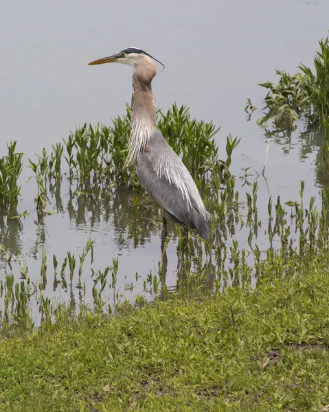 Grey heron at the lakeside — Stock Photo, Image