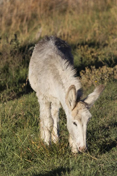 Jeune terrier dans la prairie — Photo