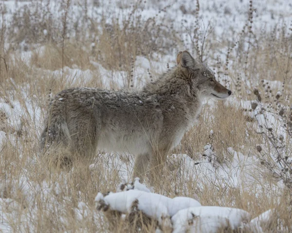Caza de coyote en la pradera de invierno —  Fotos de Stock