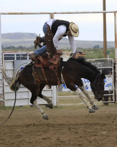 Rodeo sedle Krotitel, Jezdectví Stock Obrázky