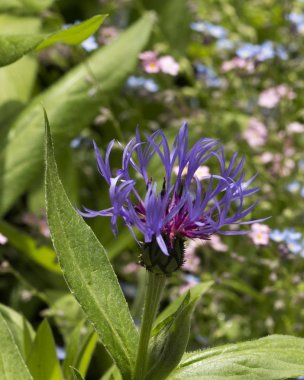 ilkbaharda mor tutku