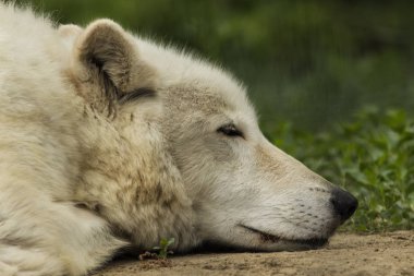 Öğleden sonra gölgede şekerleme