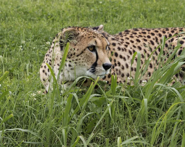 Záludný velký gepard — Stock fotografie