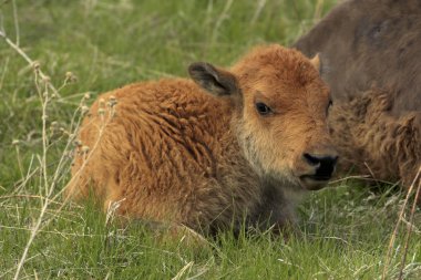 Genç bizon çimenlerde dinleniyor.