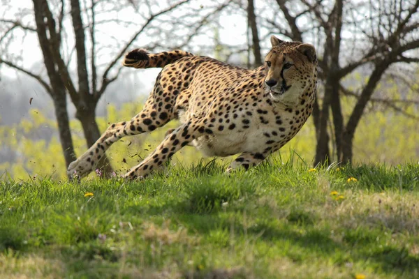 Playing Cheetah Running Grass — Stock Photo, Image