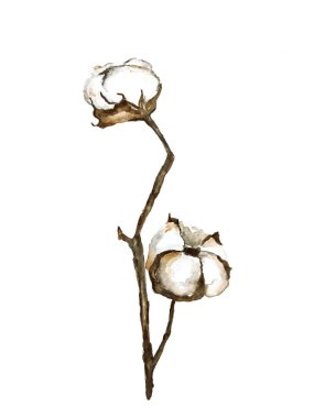 Beyaz pamuk dalının güzel suluboya çizimi