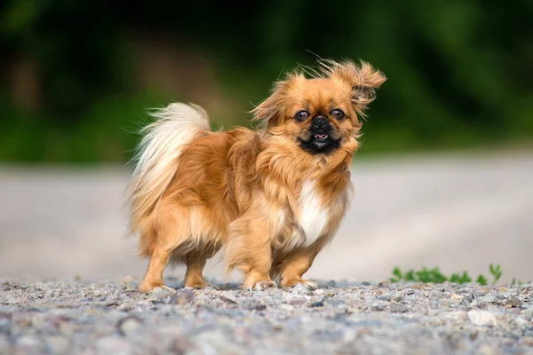 Pekinese on a walk, and is carefully studying the area. — Stock Photo, Image