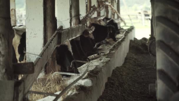 Koeien op de boerderij. Landbouw — Stockvideo