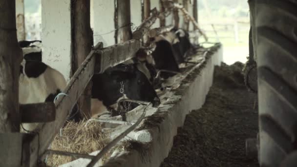 Коровы на ферме. Сельское хозяйство — стоковое видео