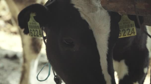 Koeien op de boerderij. Landbouw — Stockvideo