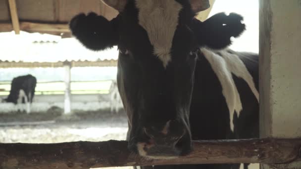 Koeien op de boerderij. Landbouw — Stockvideo