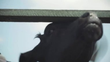 Çiftlikteki inekler. Tarım