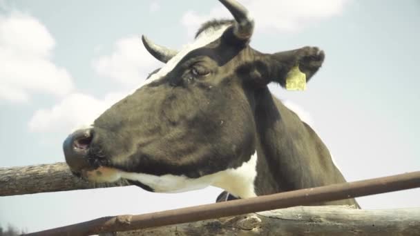 Køer på gården. Landbrug – Stock-video