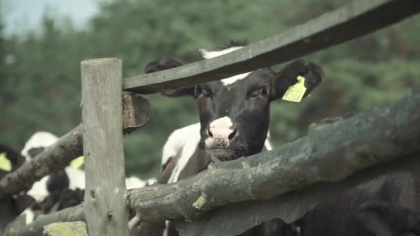 Mucche nella fattoria. Agricoltura — Video Stock