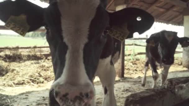 Vacas en la granja. Agricultura — Vídeos de Stock