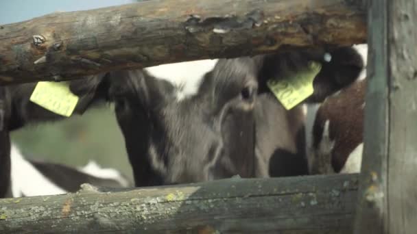 Krávy na farmě. Zemědělství — Stock video