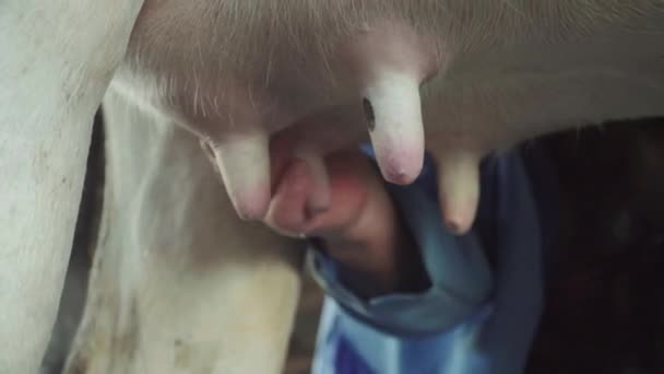 Mjölkkor på gården. Jordbruk — Stockvideo