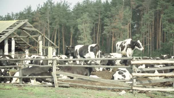 Vacas en una granja de pastos — Vídeo de stock