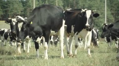 Çayır çiftliğindeki inekler