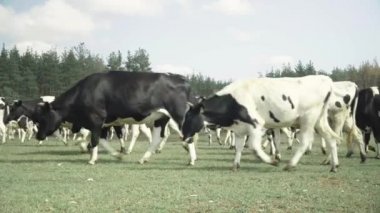 Çayır çiftliğindeki inekler