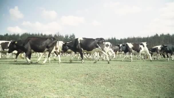 Cows on a pasture farm — Stock Video