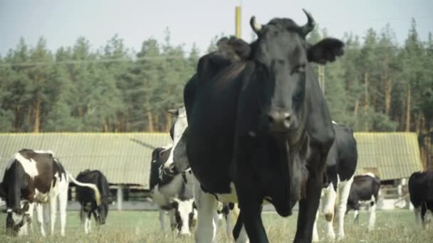 Vacas em uma fazenda de pasto — Vídeo de Stock