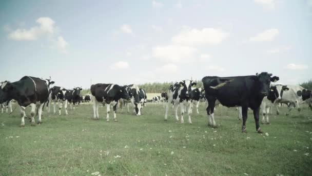 Vacas em uma fazenda de pasto — Vídeo de Stock