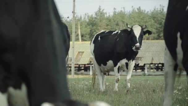 Vacas en una granja de pastos — Vídeos de Stock