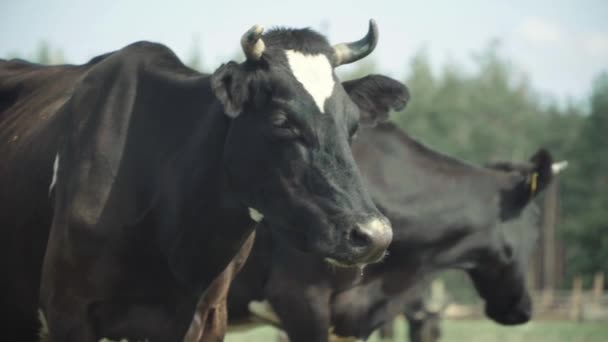 Vacas en una granja de pastos — Vídeos de Stock