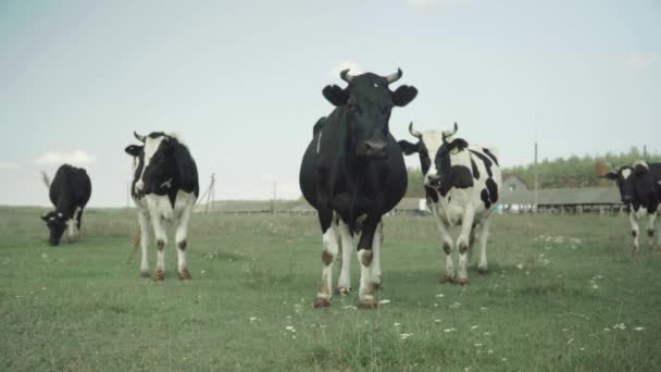 Vacas en una granja de pastos — Vídeos de Stock