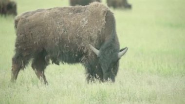 Otlaktaki bir tarlada bizon. Yavaş çekim